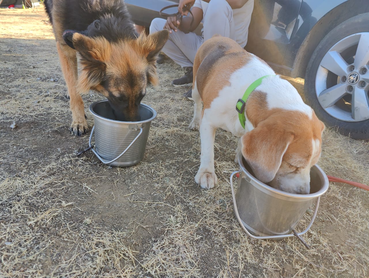 Furventures - Pet Adventures & Events - Photo 35